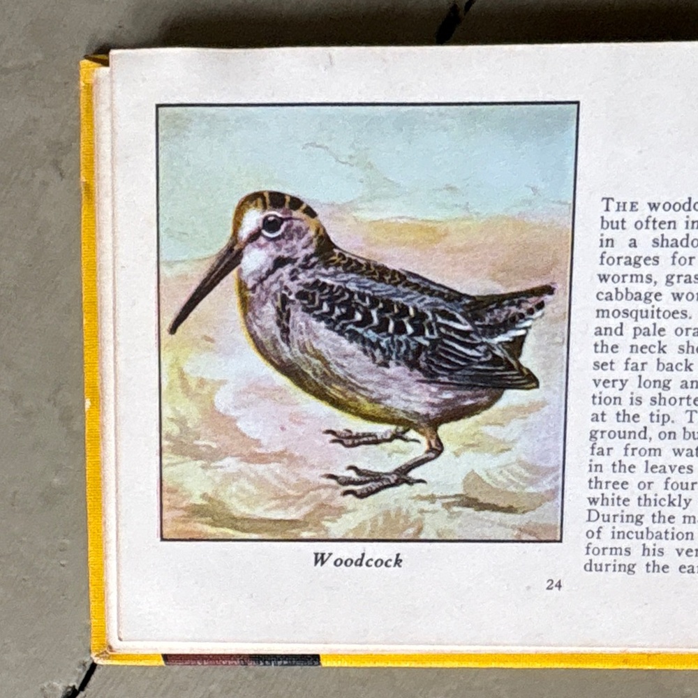 1941 The Yellow Book of Birds of America Woodpeckers Bird Identification Wrens